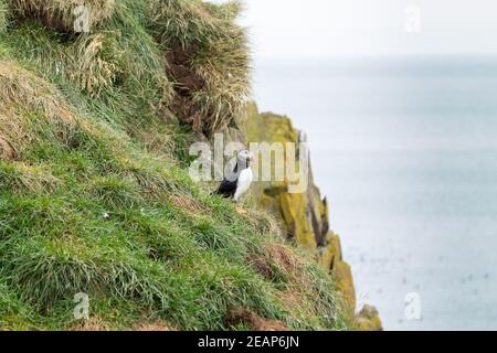 Atlantic puffin from Borgarfjordur fjord, east Iceland Stock Photo