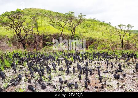 Vegetation of the Brazilian Cerrado on the hills of Capitólio, Minas Gerais state. Some burned Canela de Ema plants on foreground, native plant of Cer Stock Photo