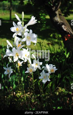 Madonna Lily Lilium candidum Stock Photo