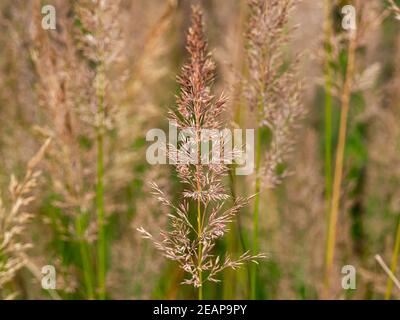 Seed heads of Korean feather reed grass Stock Photo