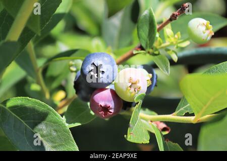 A cluster of blueberries in various stages of ripening Stock Photo