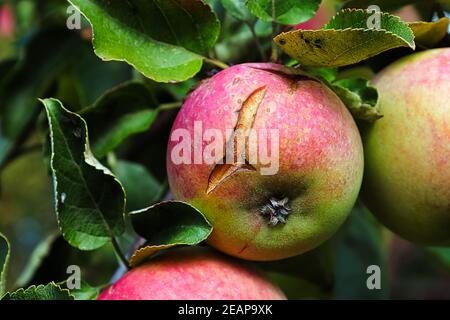 Closeup of an apple on a tree with the skin cracked and split Stock Photo