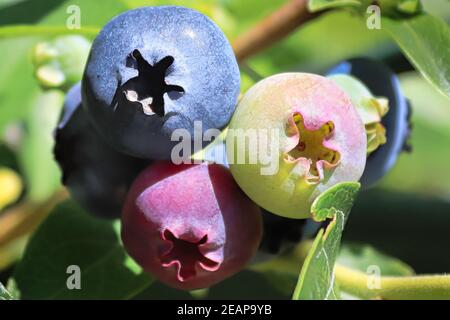 A macro of blueberries in various stages of ripening Stock Photo