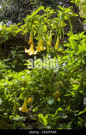 Bunches of fresh yellow ripe lemons with green leaves on lemon tree branches. Famous Sorrento lemons. Blooming lemons. Stock Photo