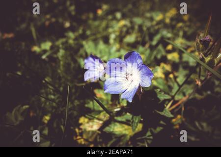 Geranium sylvaticum wild flowers in Vanoise national Park, France Stock Photo