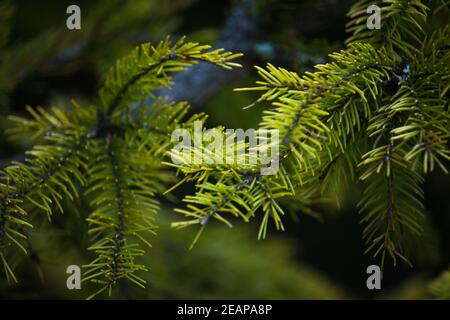 Green prickly branches of a fur-tree or pine. Fluffy fir tree branch close up. background blur Stock Photo