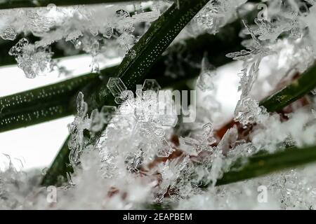 Snowflakes in the frost close-up. Macro photo. Stock Photo