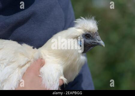 Softer image of a white silkie chicken being held, focus on feathers Stock Photo