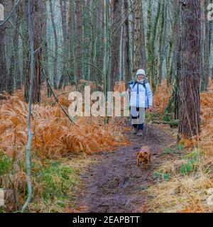 Mature woman with her dog walking between a trail and filming with her gimbal mobile phone tripod head stabilizer in a nature reserve, winter day in D Stock Photo