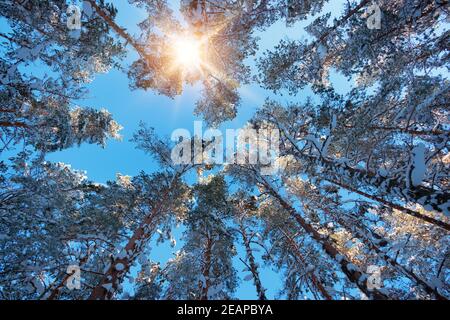 Tree tops from low andle view in winter Stock Photo