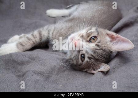 Playful young gray striped kitten lying on grey Stock Photo