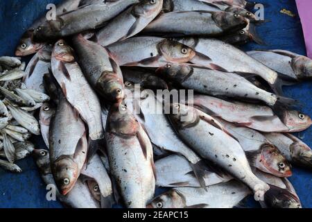 Fish market in Kumrokhali, West Bengal, India Stock Photo