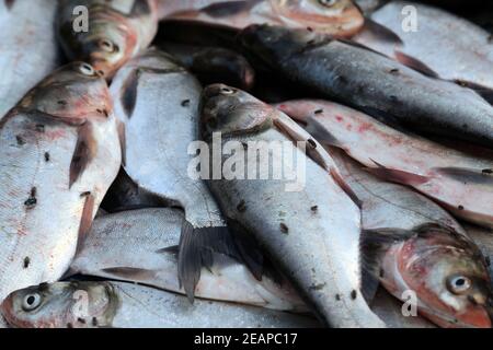 Fish market in Kumrokhali, West Bengal, India Stock Photo