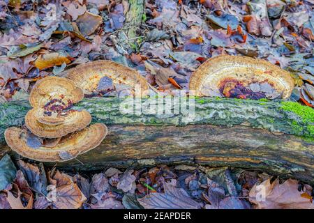 Close-up of a tree trunk with a bracket fungus and moss lying on a ground covered by dry leaves, combination of brown colors, winter day in a Dutch re