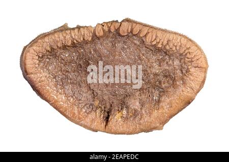 slice of cooked beef tongue isolated on white Stock Photo