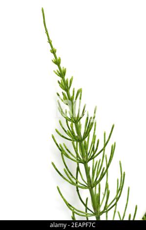 Ackerschachtelhalm  Equisetum arvense Stock Photo