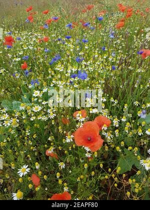 Ackerunkraeuter, Kamille  Klatschmohn  Kornblumen  Natur Stock Photo