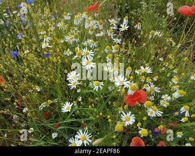 Ackerunkraeuter, Kamille  Klatschmohn  Kornblumen  Natur Stock Photo
