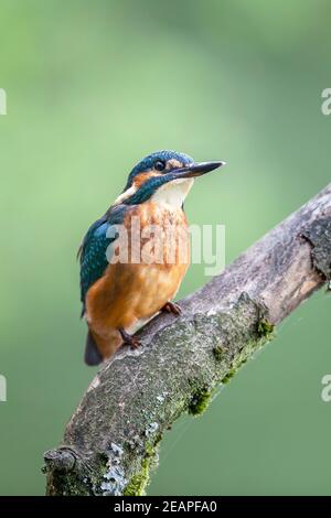 Adult Common Kingfisher male Alcedo atthis perching by the riverside on an old tree branch against a diffuse background of vegetation. Stock Photo