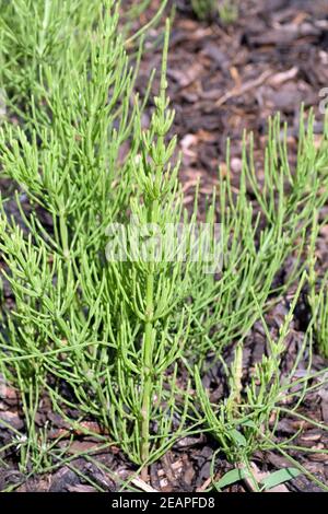 Ackerschachtelhalm  Equisetum arvense Stock Photo