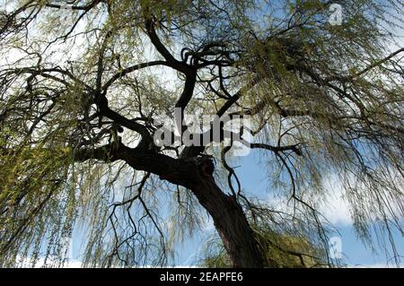Aeste, Trauerweide, Salix babylonica Stock Photo