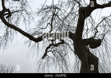 Astsiluette Stock Photo