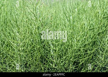 Ackerschachtelhalm, Equisetum arvense Stock Photo