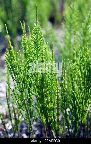 Ackerschachtelhalm  Equisetum arvense Stock Photo