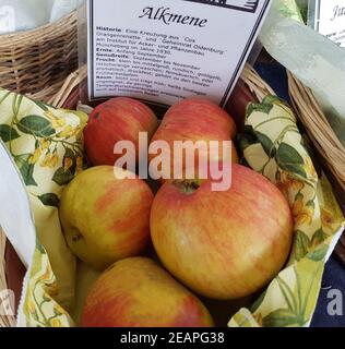 Alkmene, Apfel, Malus, domestica, Alte Apfelsorte Stock Photo