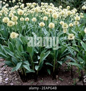 Allermannsharnisch  Allium victorialis Stock Photo