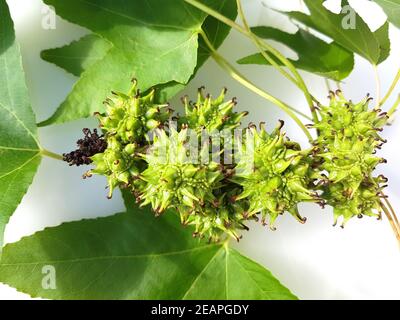 Ambeerbaum  Frucht, Liquidambar  styraciflua Stock Photo