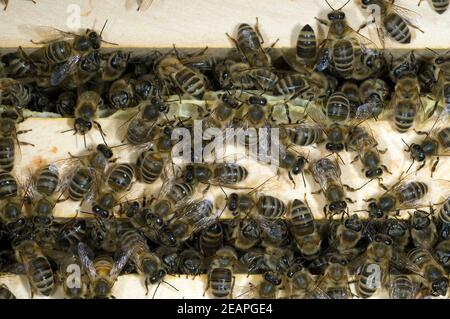 Honigbienen, Biene  Apis  mellifera Stock Photo