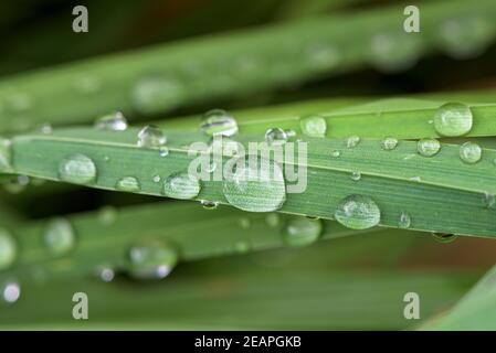 Closeup of waterdrop on the grass blade Stock Photo
