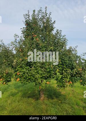 Altlaender Pfannkuchen, Alte Apfelsorten, Apfel, Malus, domestica Stock Photo