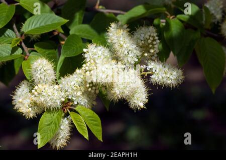 Amur-Traubenkirsche, Prunus maackii Stock Photo