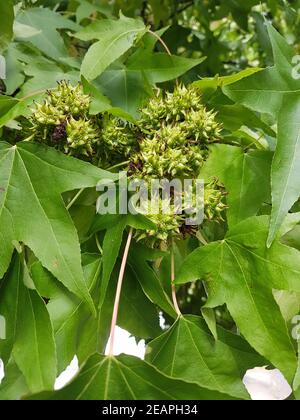 Ambeerbaum  Frucht, Liquidambar  styraciflua Stock Photo