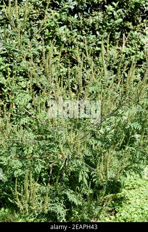 Ambrosiabluete, Ambrosia, artemisiifolia Stock Photo