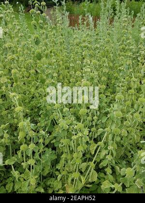 Weisser, Andorn, Marrubium, vulgare Stock Photo