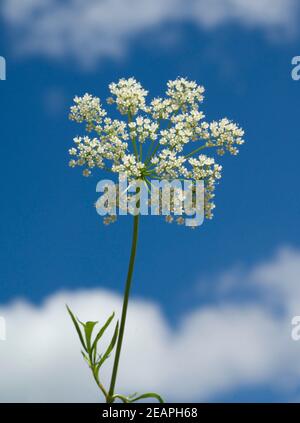 Anis, Pimpinella, anisum, - DEU, Deutschland, Stock Photo