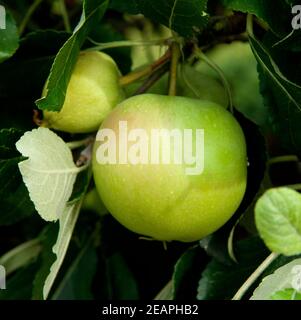 Apfel, Roter James Grieve Stock Photo