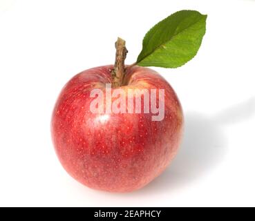 Apfel, Malus domestica, Blatt Stock Photo