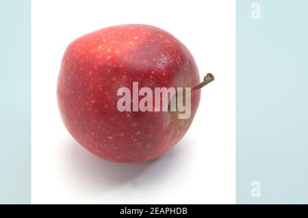Prince, Apfel, Malus, domestica Stock Photo