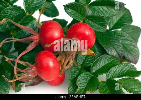 Apfelrose, Rugosa-Rose, Rosa rugosa, Wildrose Stock Photo
