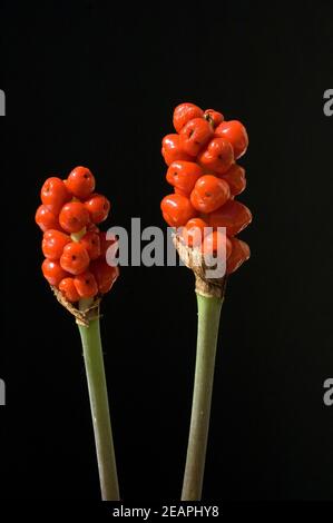 Aronstab  Fruchtstand  Aurum Italicum Stock Photo