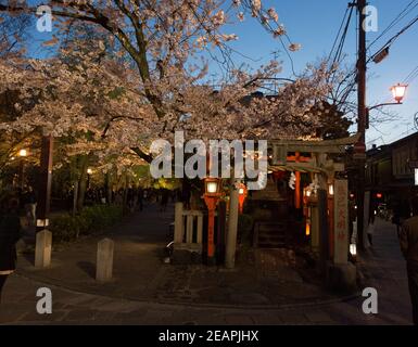 Kyoto Japan Cherry Blossoms Hanging Over Shrine in Gion District at Dusk Stock Photo