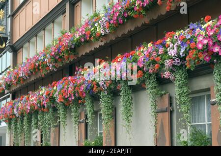 Balkonblumen, Surfina, Geranien Stock Photo