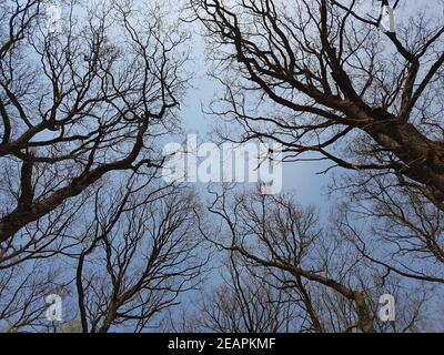 Eichenwald, Nationalpark, Kellerwald-Edersee Stock Photo