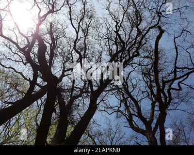 Eichenwald, Nationalpark, Kellerwald-Edersee Stock Photo