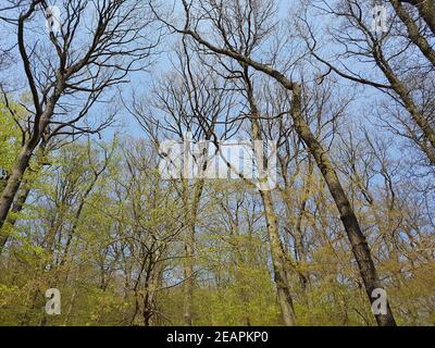 Eichenwald, Nationalpark, Kellerwald-Edersee Stock Photo