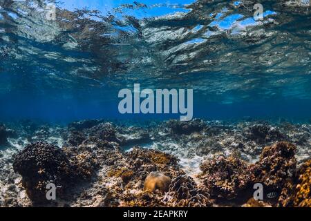 Tropical transparent ocean with corals in underwater Stock Photo